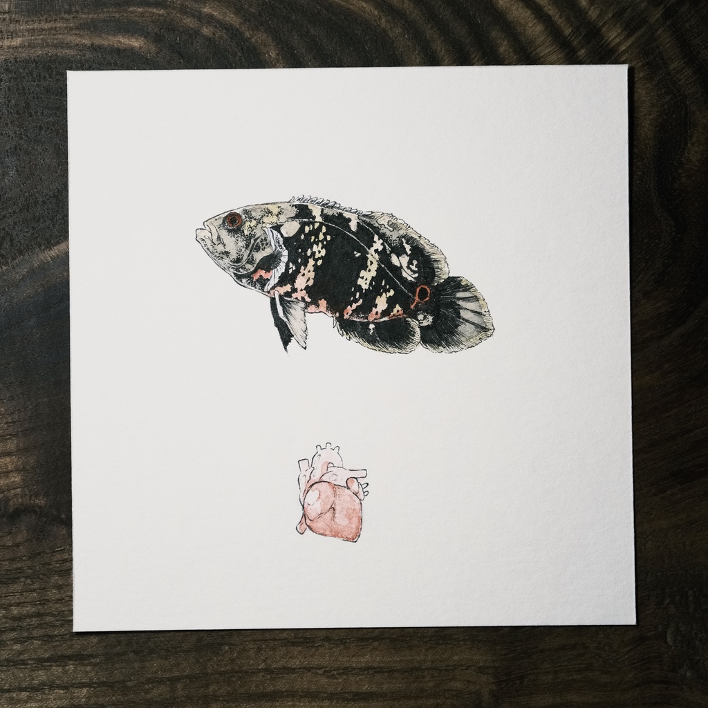 Astronotus ocellatus。