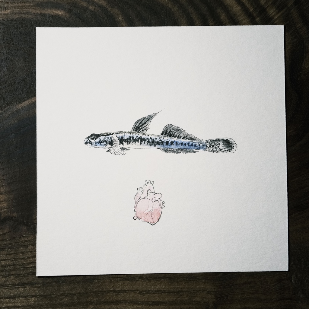 Stiphodon percnopterygionus。