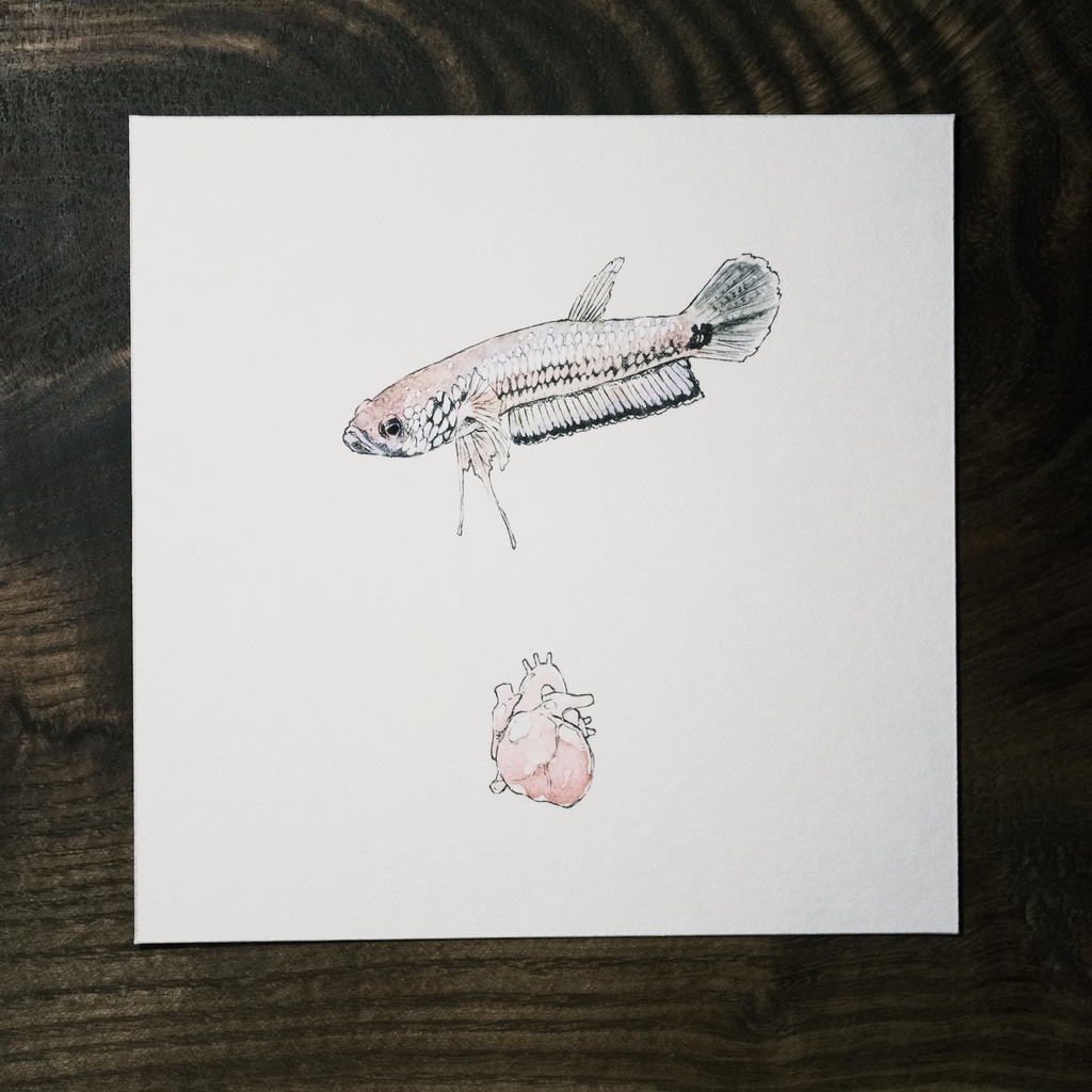 Betta unimaculata。