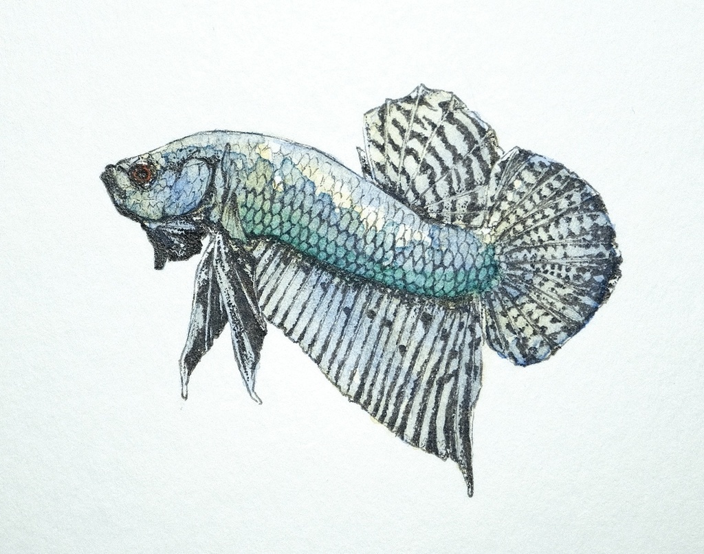 碧羽。Betta cobalt green symphony。