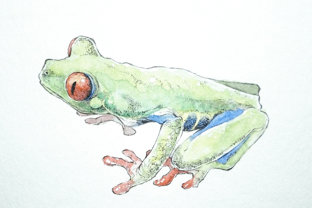 緋眼。Agalychnis callidryas。