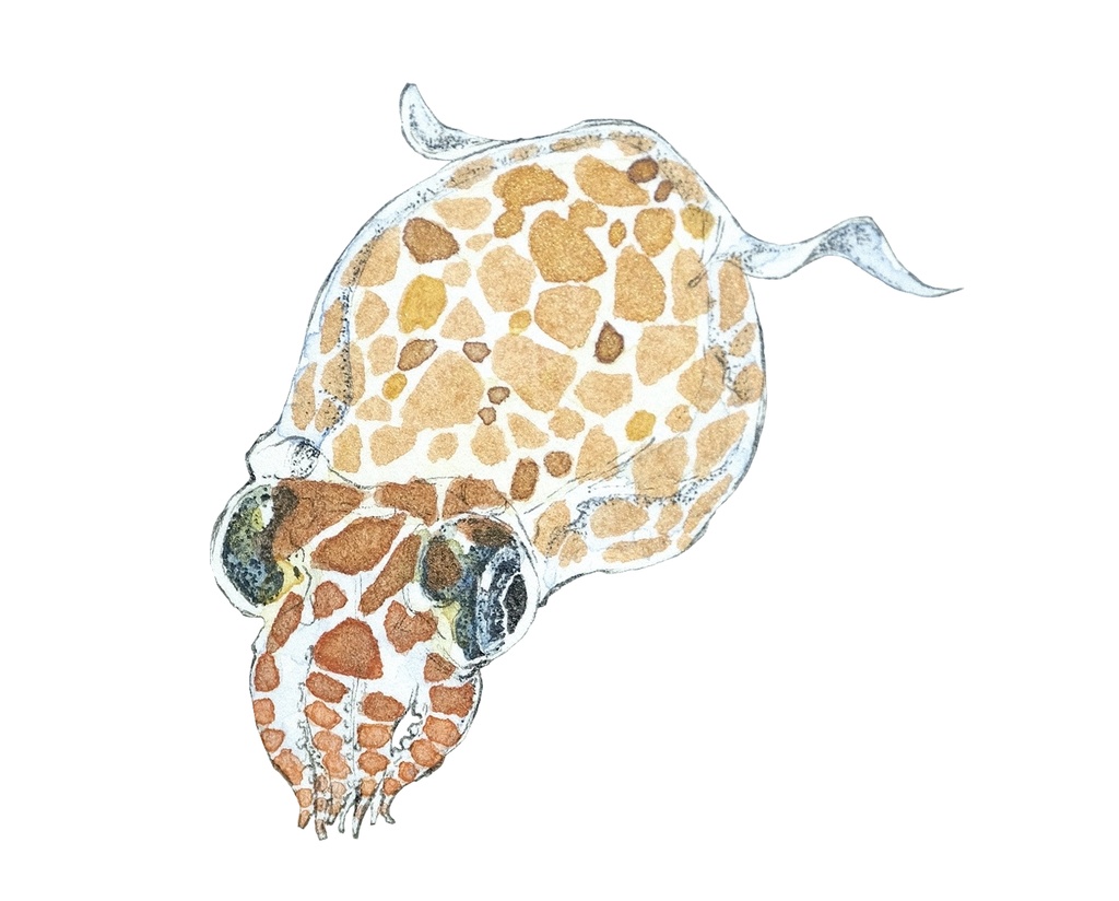 愛耳。Euprymna morsei。