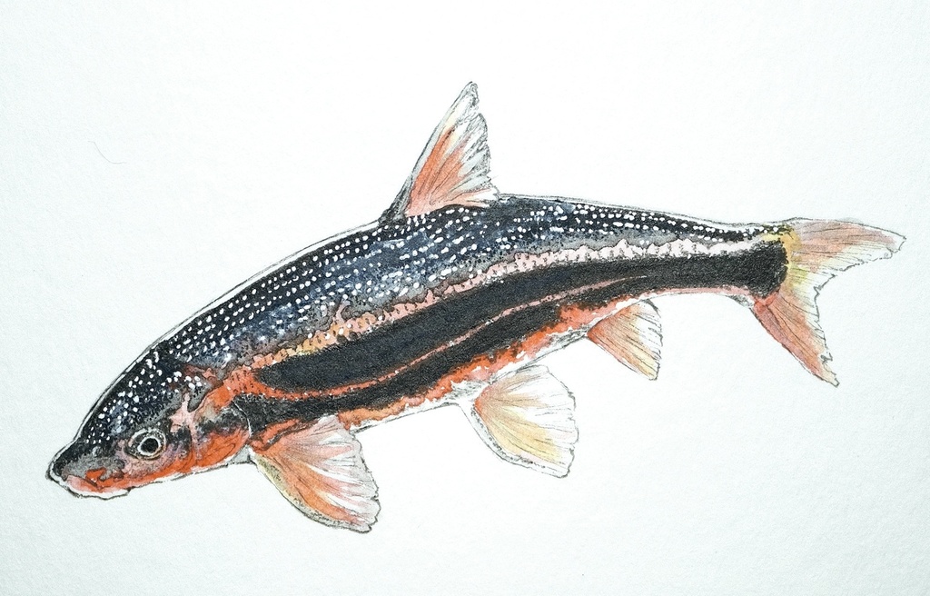 珠星。Tribolodon hakonensis。