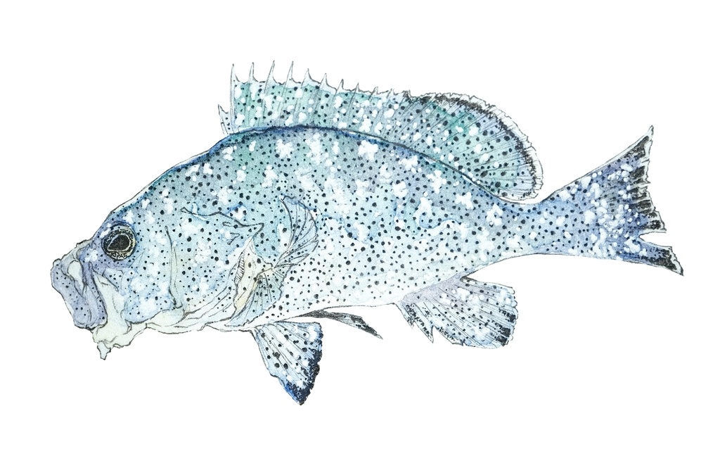 土穿。Epinephelus cyanopodus。