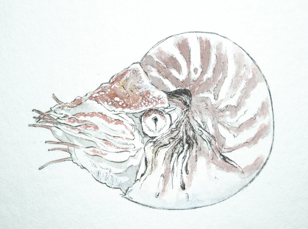 方舟。Nautilidae。