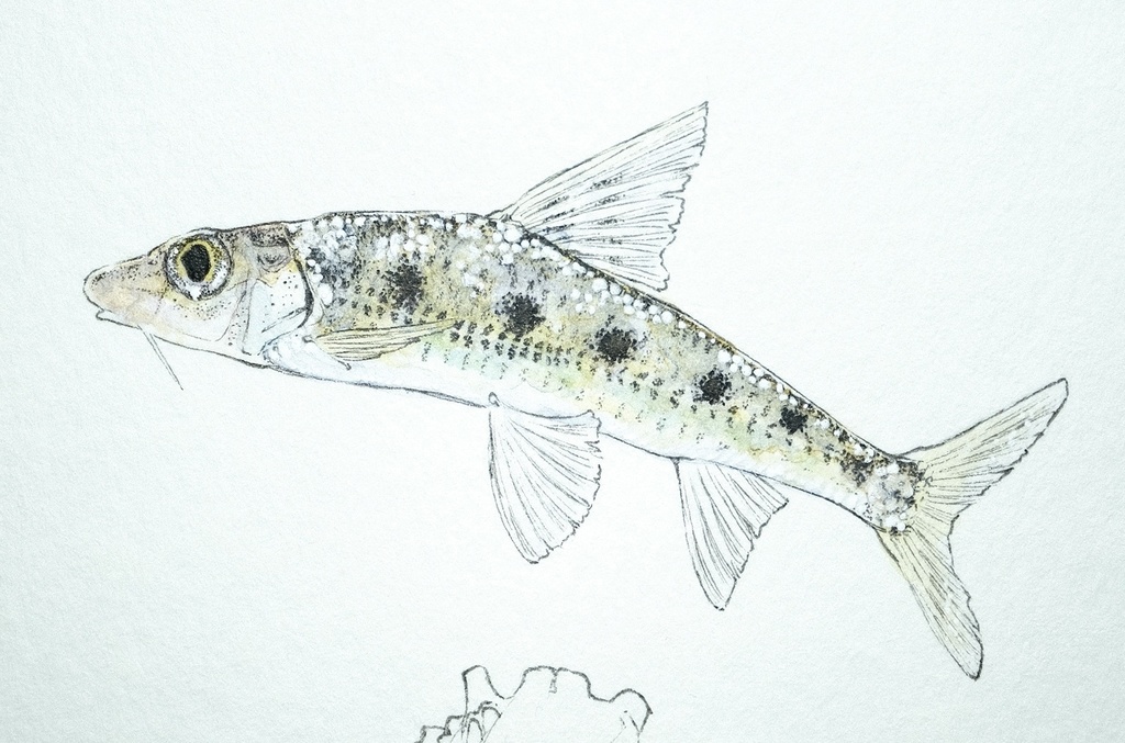 麗狐。Hemibarbus labeo。