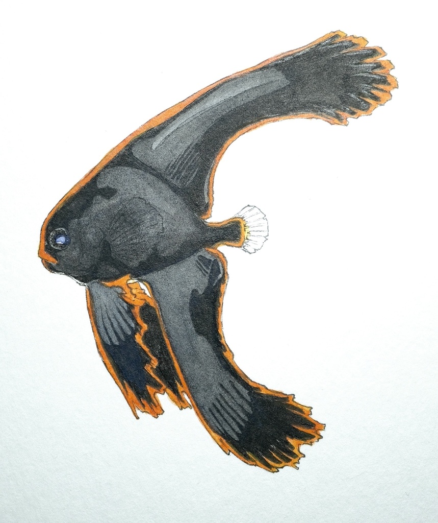 緋艶。Platax pinnatus。