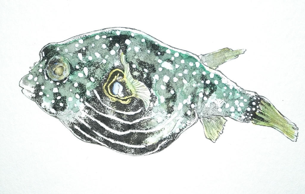 漣煌。Arothron hispidus。