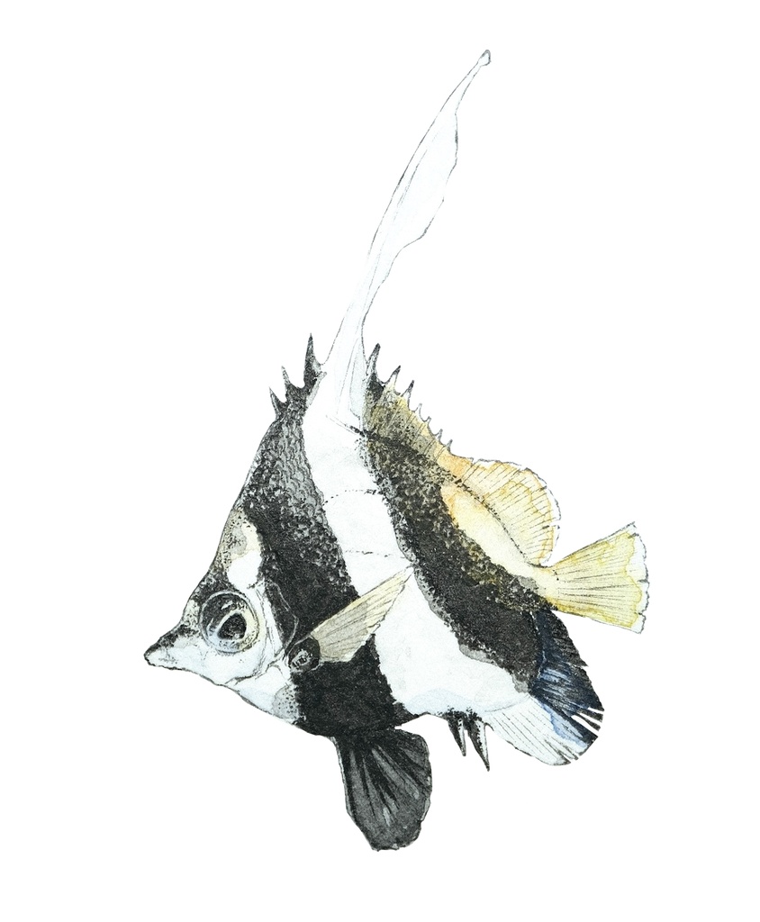 蝶幟。Heniochus acuminatus。