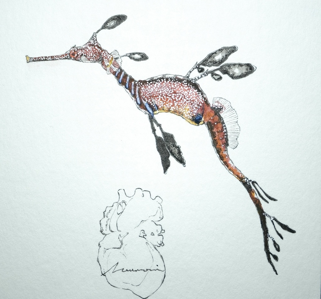 羽衣龍。Phyllopteryx taeniolatus。