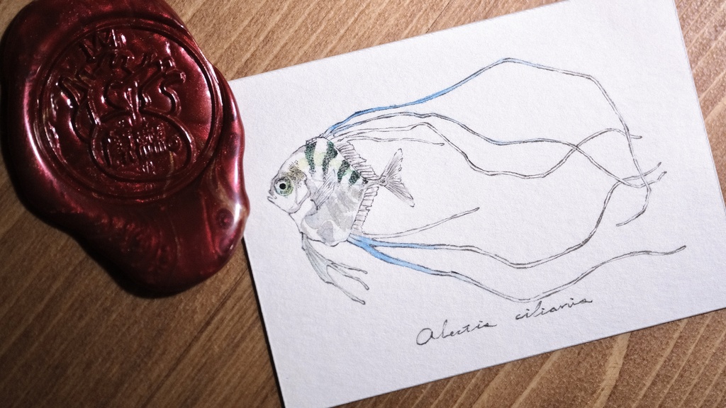 Alectis ciliaris。