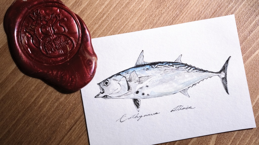 Euthynnus affinis。