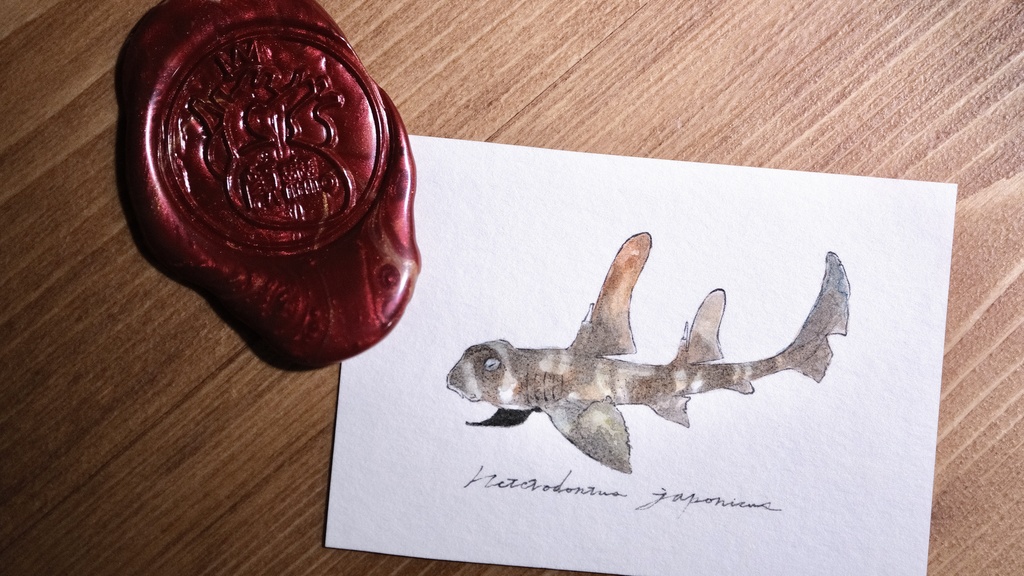 Heterodontus japonicus。