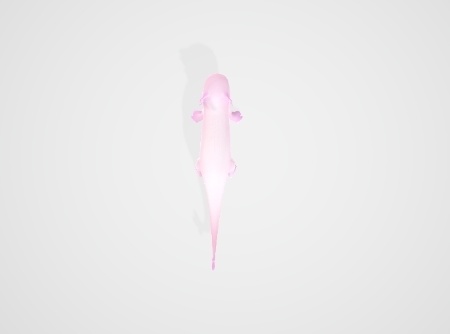 ドウケツシロイモリモドキの模型