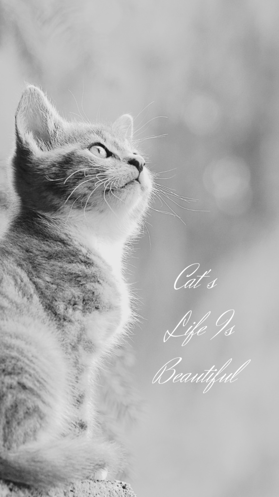 Cat's Life Is Beautiful