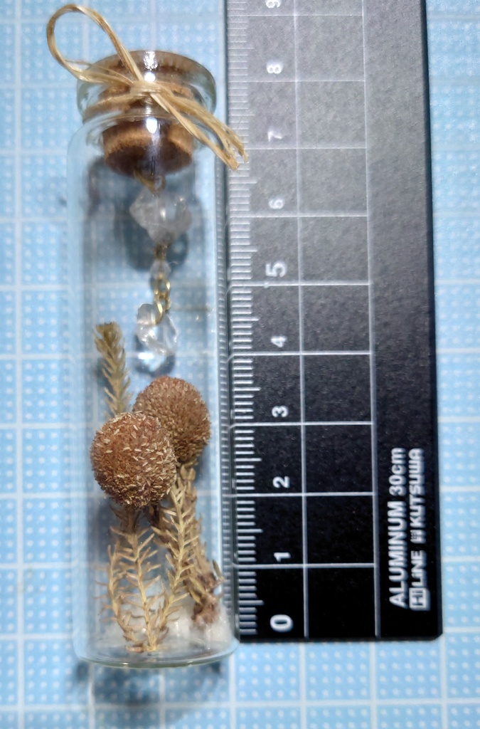 花と鉱石の標本/DB2_003(アウトレット)