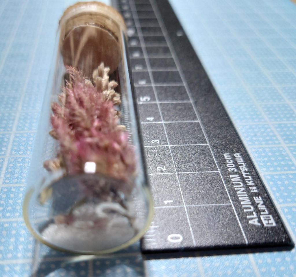 花の標本/D2_003
