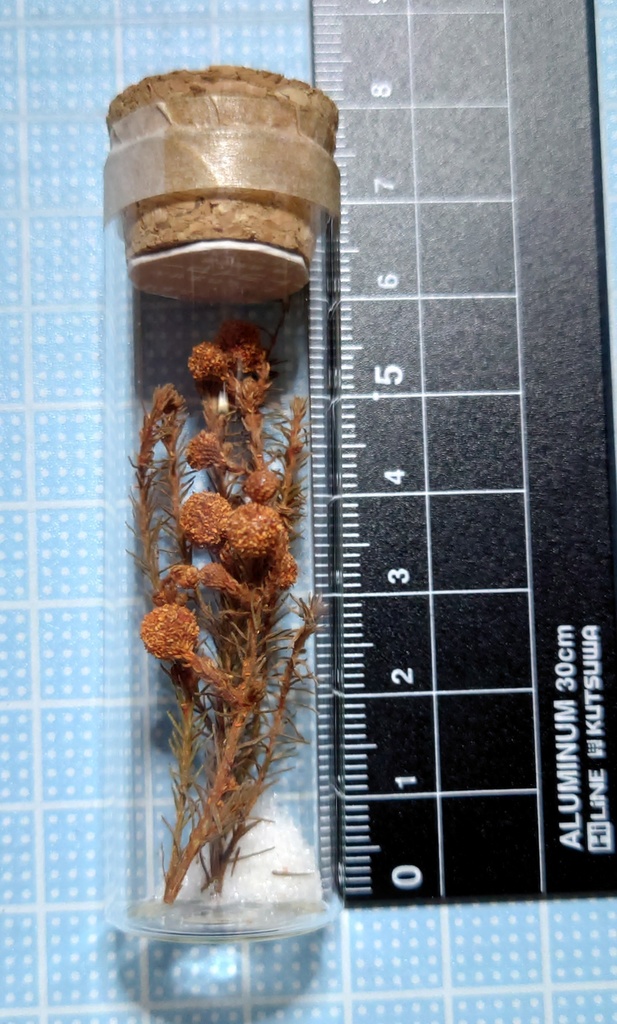 花の標本/D2_004