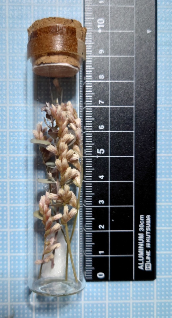 花の標本/D2T_001