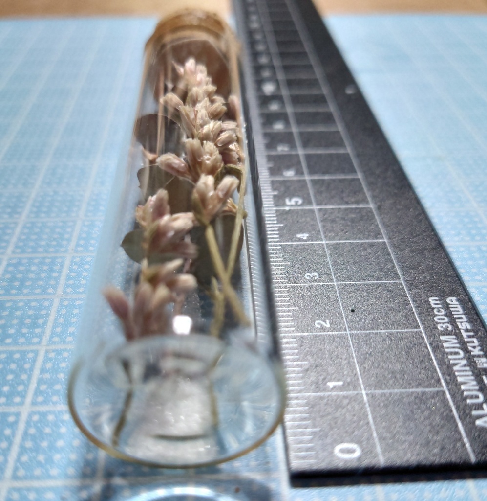 花の標本/D2T_001