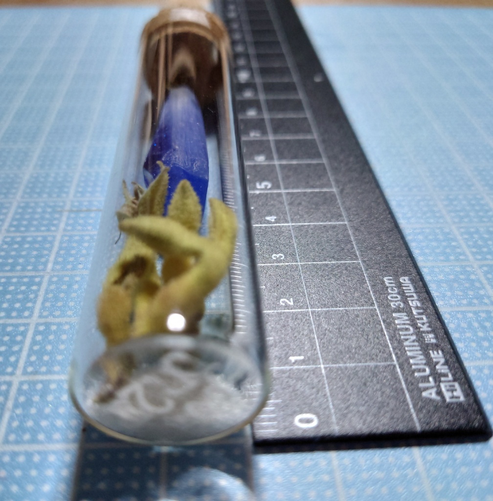 花と鉱石の標本/DR2T_004