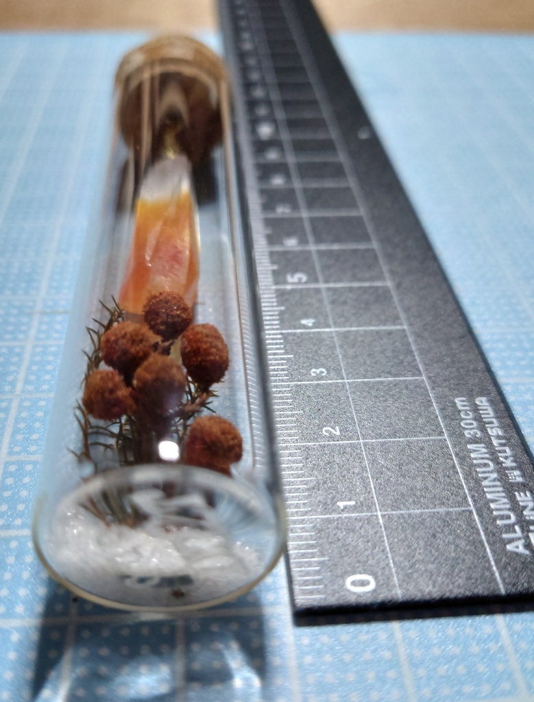 花と鉱石の標本/DR2T_006