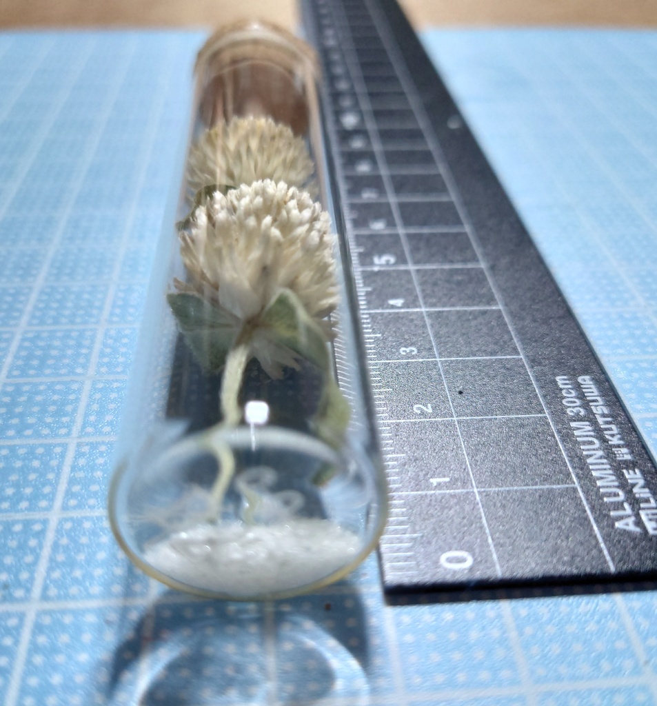 花の標本/D2T_003