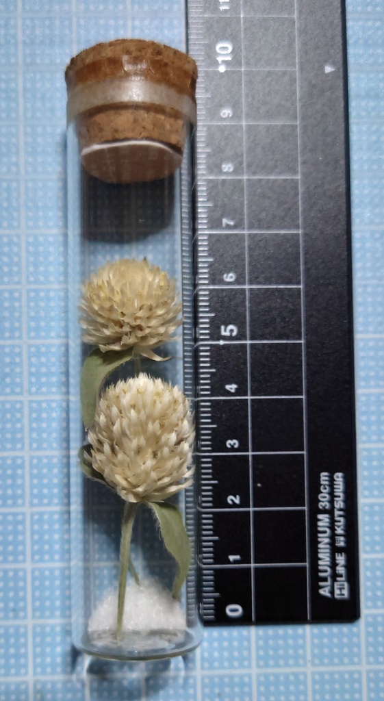 花の標本/D2T_003