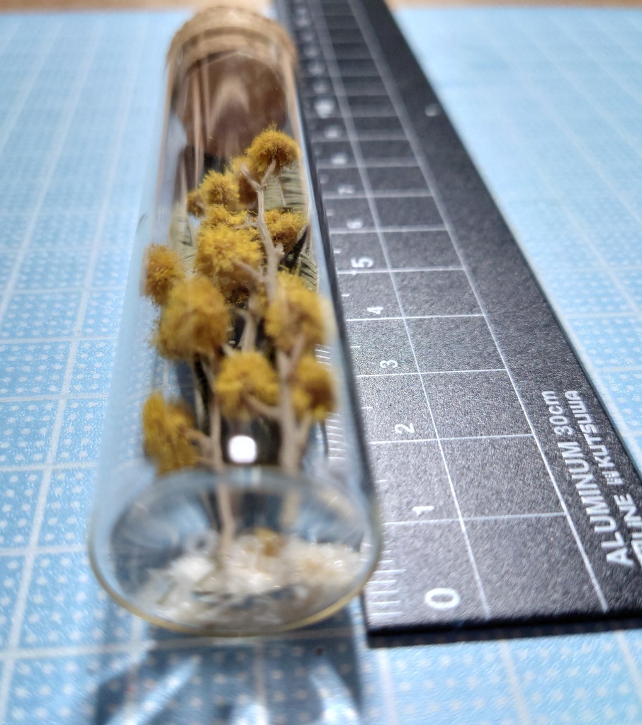 花の標本/D2T_005