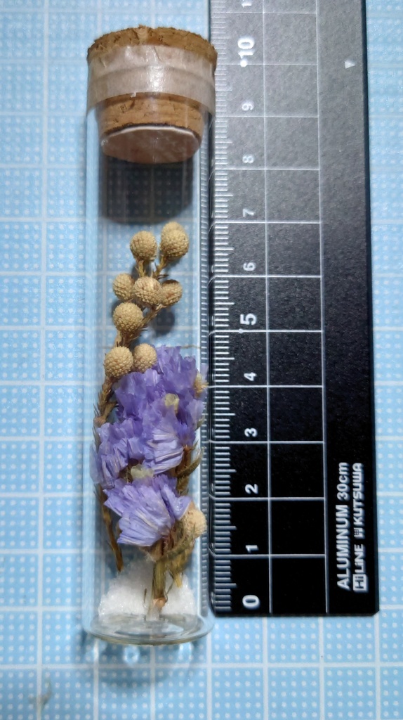 花の標本/D2T_006