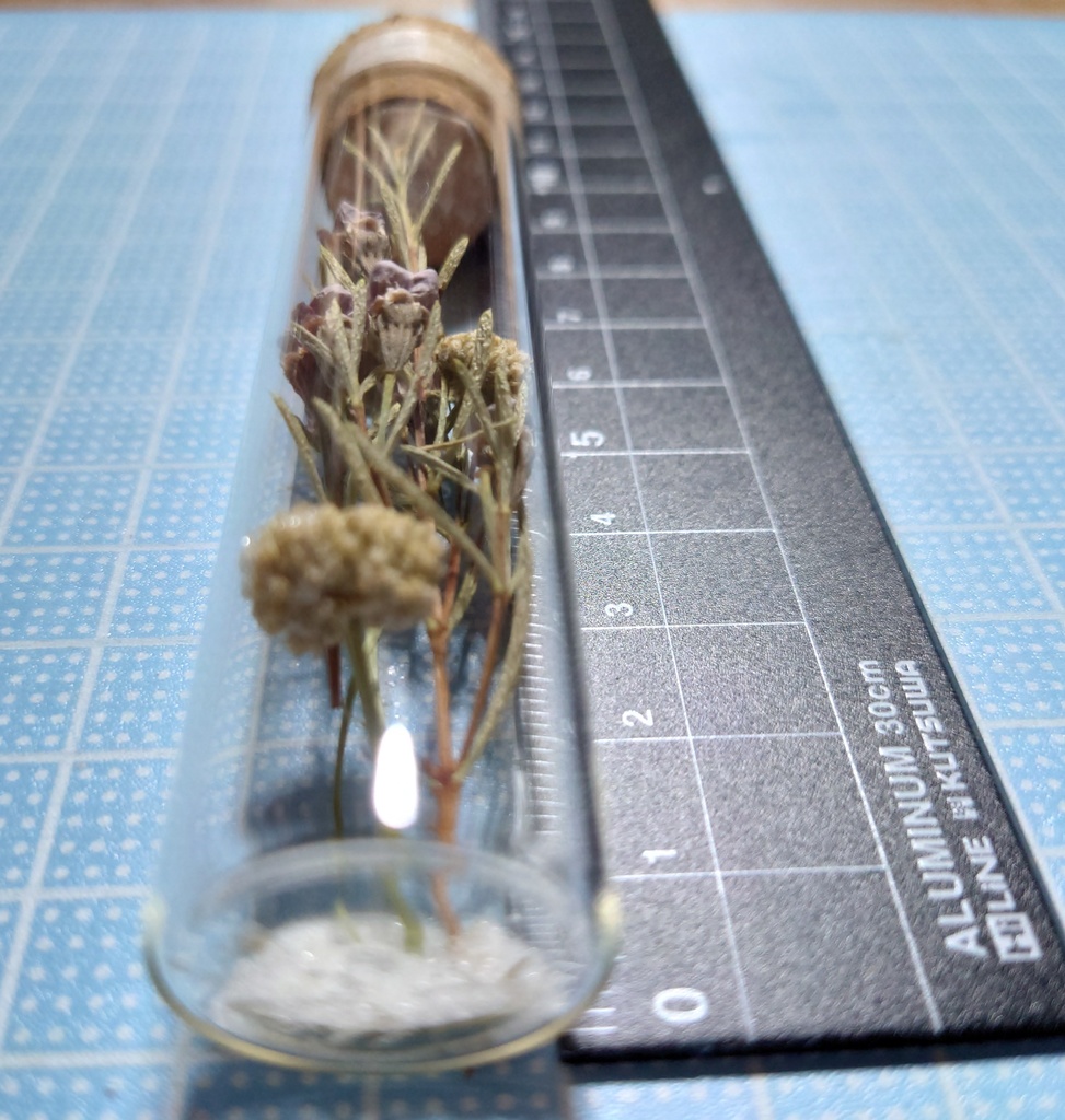 花の標本/D2T_007