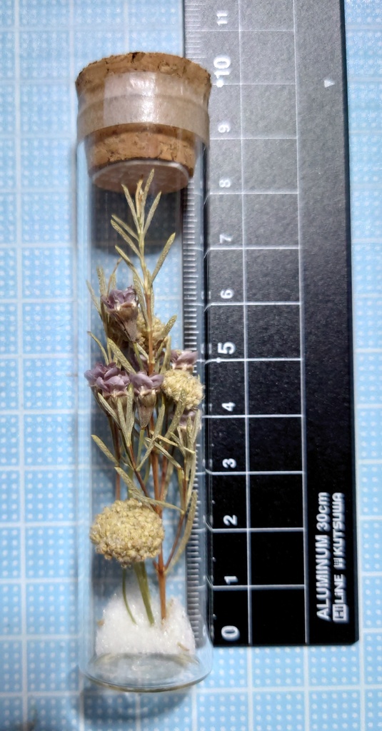 花の標本/D2T_007