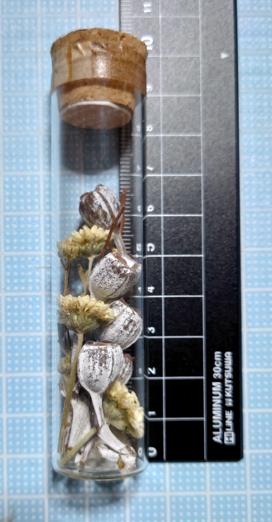 花の標本/D2T_008