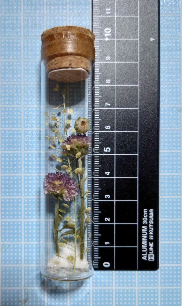 花の標本/D2T_009