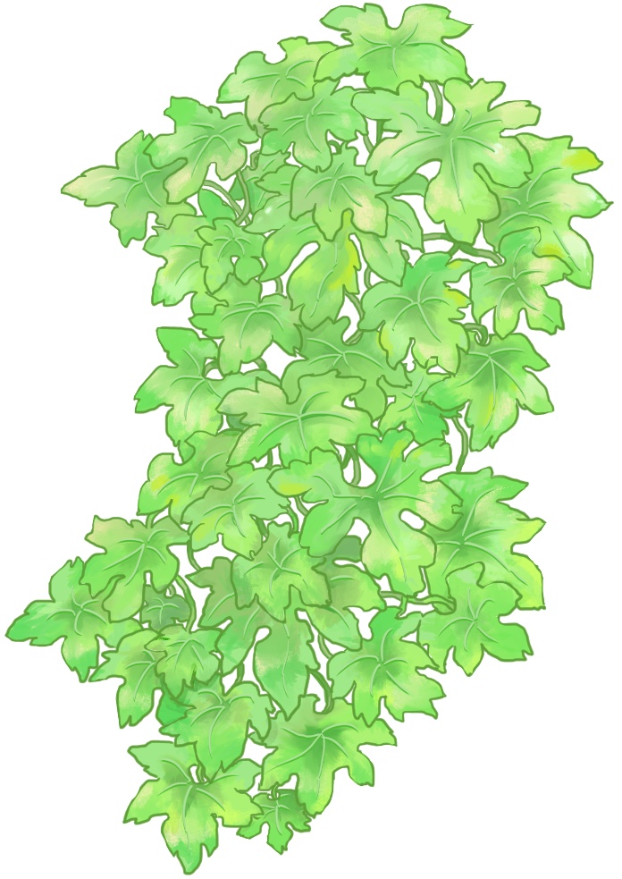 【無償】ゴーヤのカーテンの装飾【枠装飾】