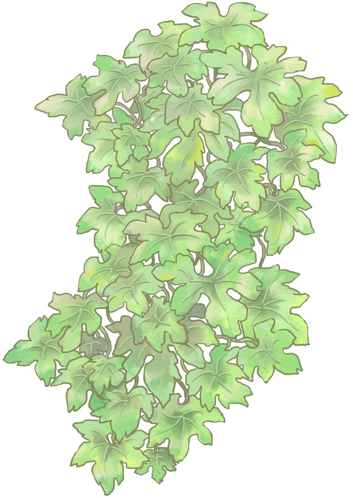 【無償】ゴーヤのカーテンの装飾【枠装飾】