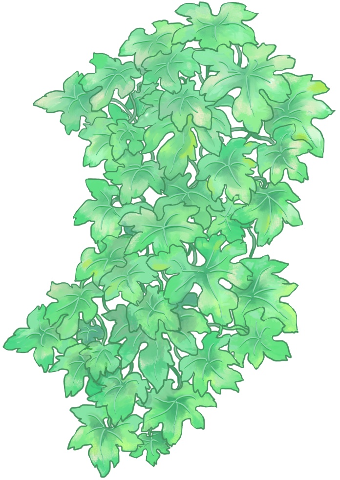 【無償】ゴーヤのカーテンの装飾【枠装飾】