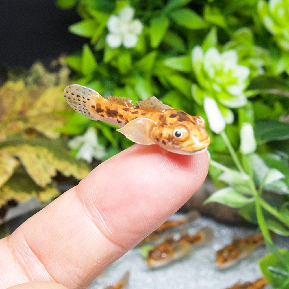 耳元で泳ぐマハゼのゆらゆら・イヤーアクセサリー