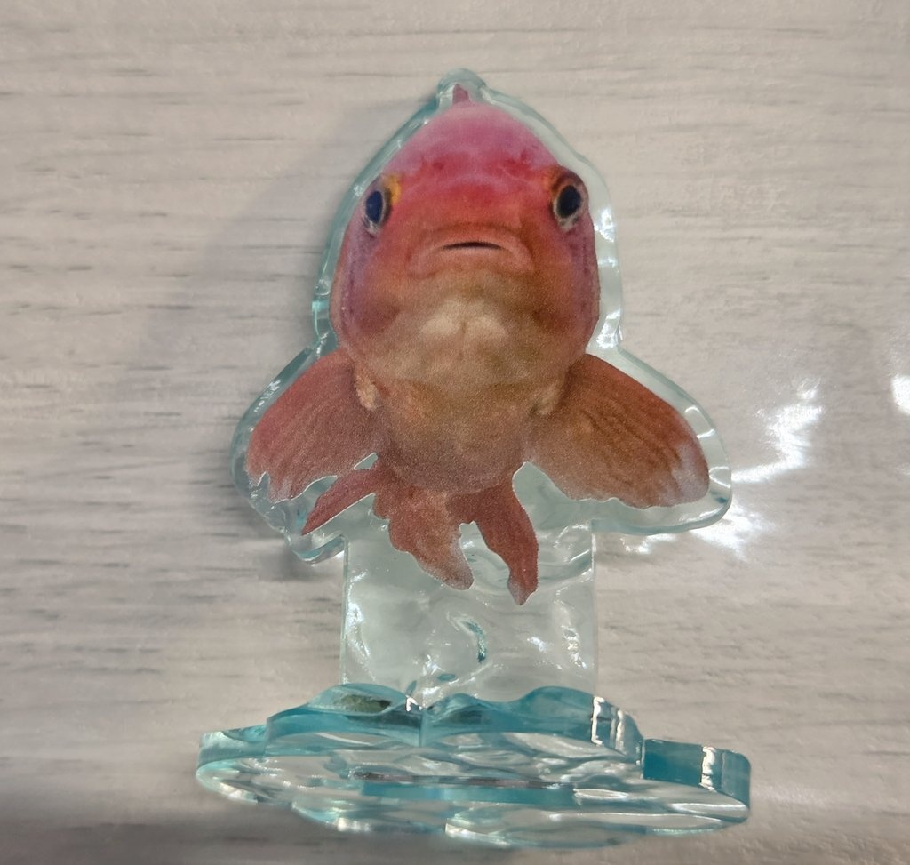 金魚さんアクリルスタンド
