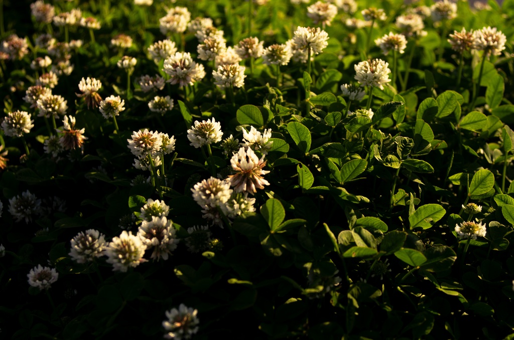 永遠に続くといいな