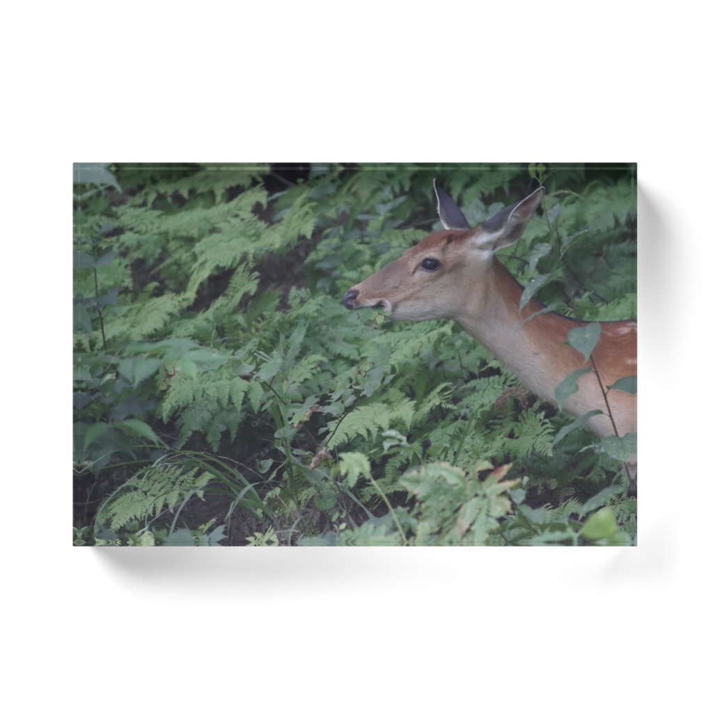 鹿/アクリルブロック