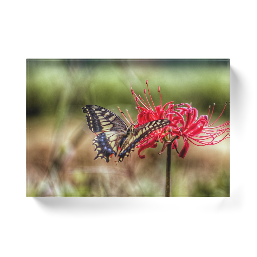 彼岸花×蝶/アクリルブロック