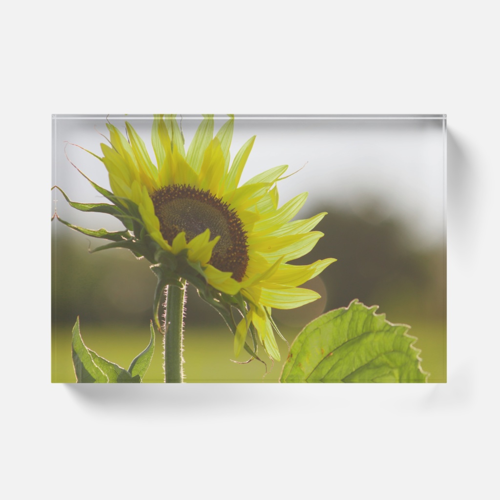 ひまわり/アクリルブロック