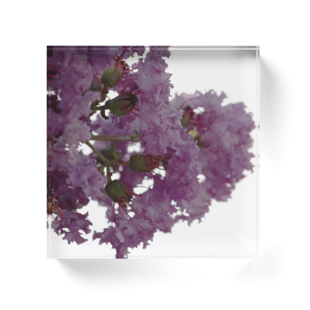 百日紅/アクリルブロック