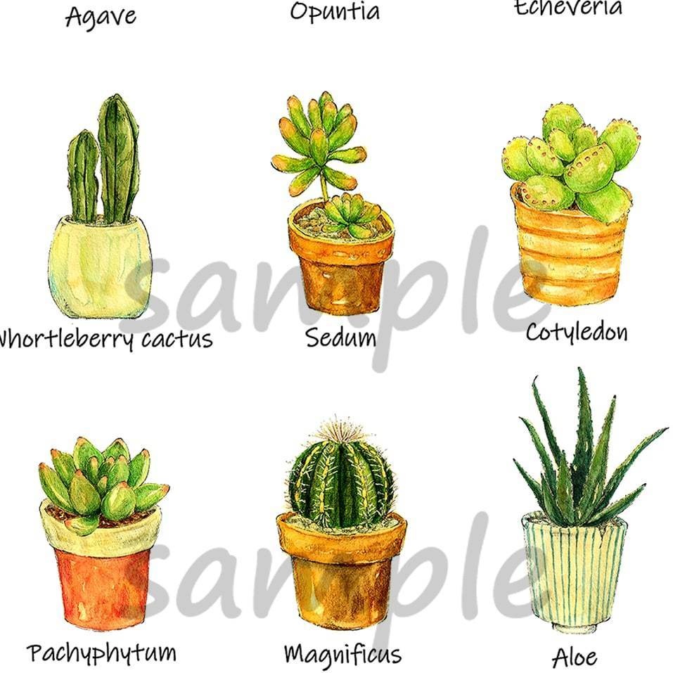 多肉植物とサボテンの植物図鑑風ポストカード