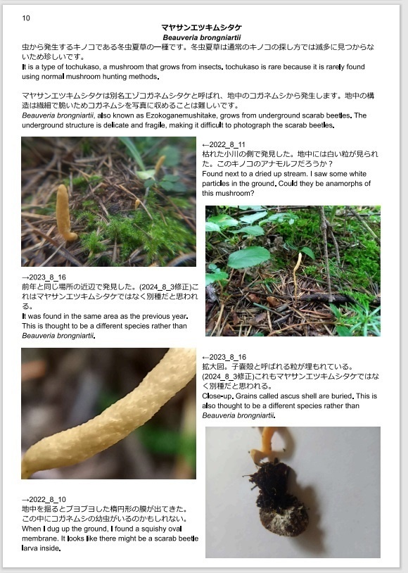 8月と10月のトドマツ林のキノコ Mushrooms in Abies sachalinensis forests in August and October