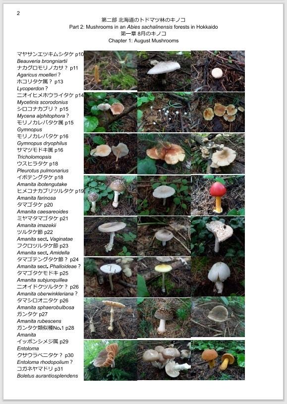 8月と10月のトドマツ林のキノコ Mushrooms in Abies sachalinensis forests in August and October