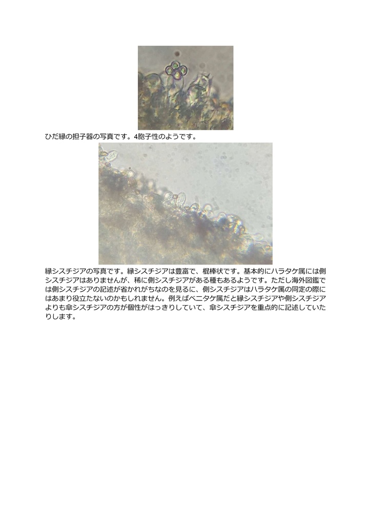 試作キノコぬいぐるみ_ハラタケ属Xanthodermatei節