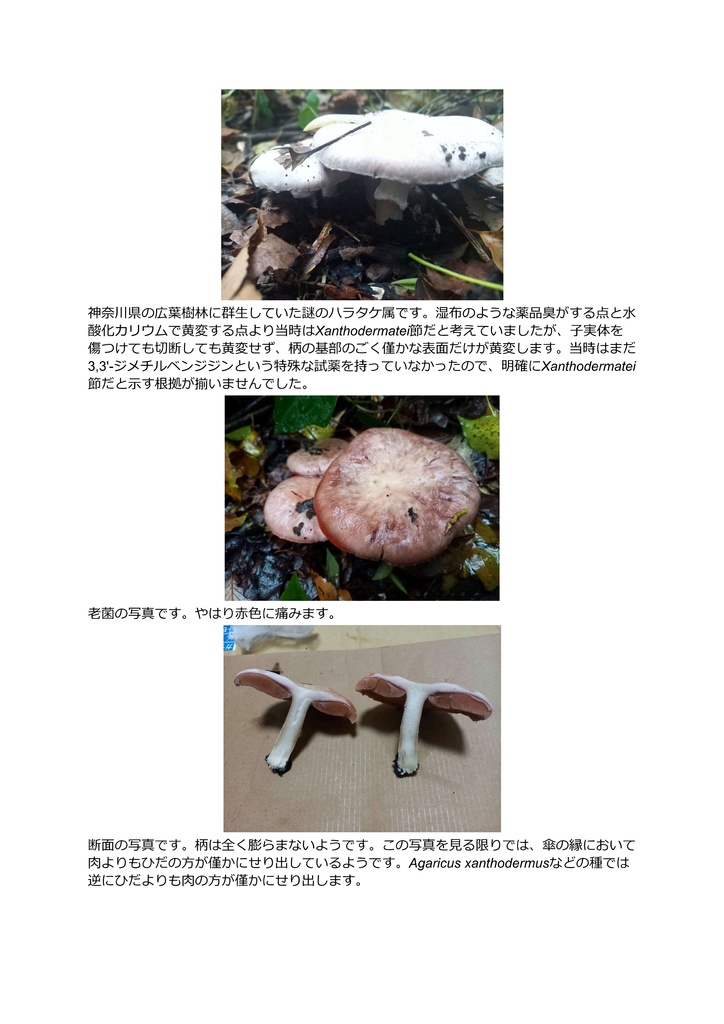 試作キノコぬいぐるみ_ハラタケ属Xanthodermatei節