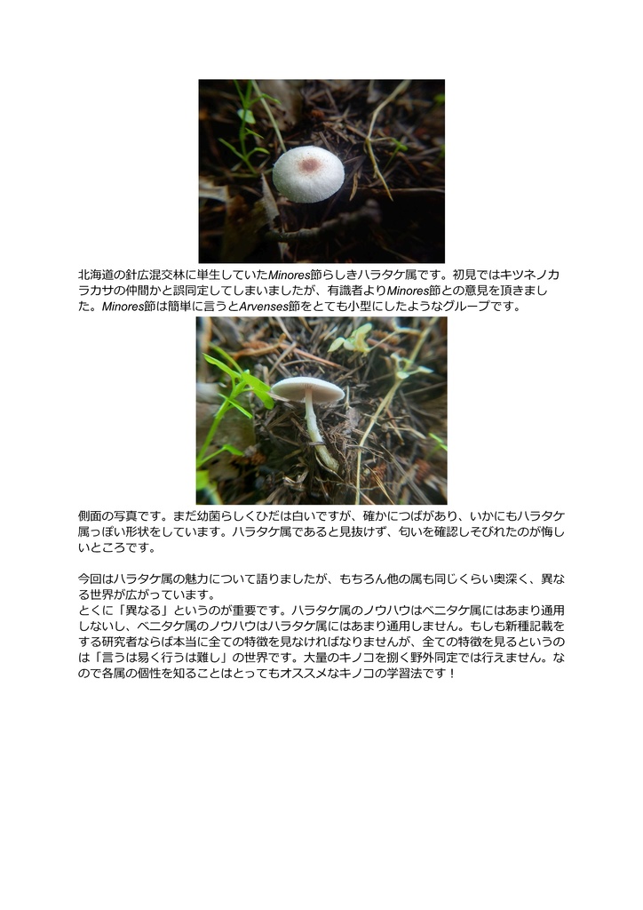 試作キノコぬいぐるみ_ハラタケ属Xanthodermatei節